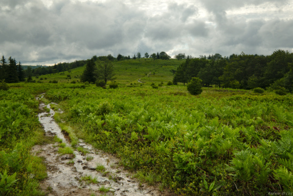 Many of the trails are really small streams dolly sods wilderness wet trail