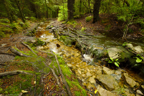 One of the more extreme examples of a trail turned stream dolly sods wilderness trail stream