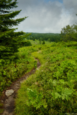 The trail from camp climbs to the top of a plateau dolly sods wilderness plateau