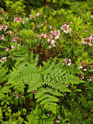 All kinds of plants thrive in the marshy wetlands dolly sods wilderness flora