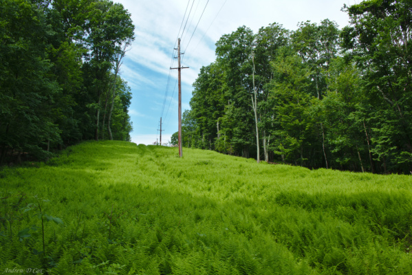 Even the corridors for the power lines are soft and green.