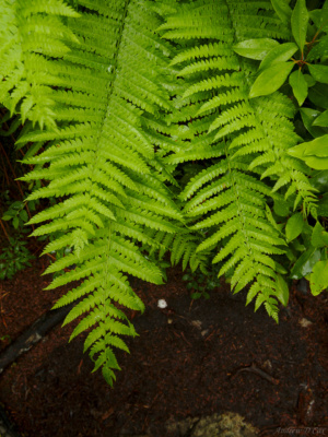 A particularly lush group of ferns dolly sods wilderness ferns