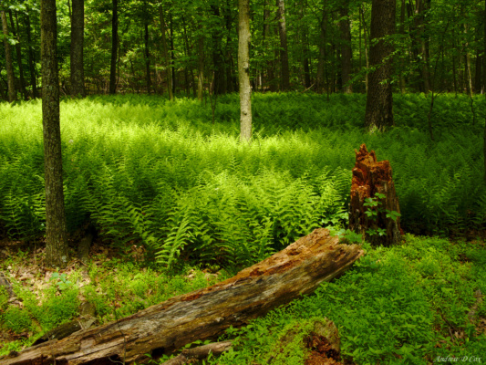 The forest is unwaveringly green.