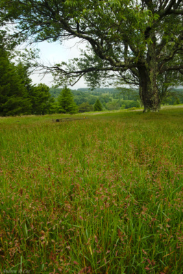 If it were drier, this would make a great spot for a picnic! dolly sods wilderness grass