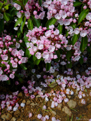 A particularly pink specimen dolly sods wilderness mountain laurel