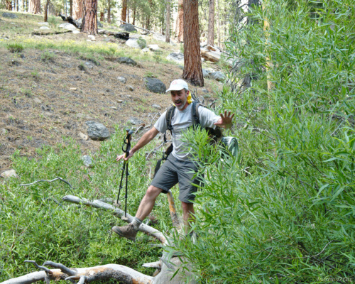 Dad crosses a creek via a fallen tree balance log creek crossing