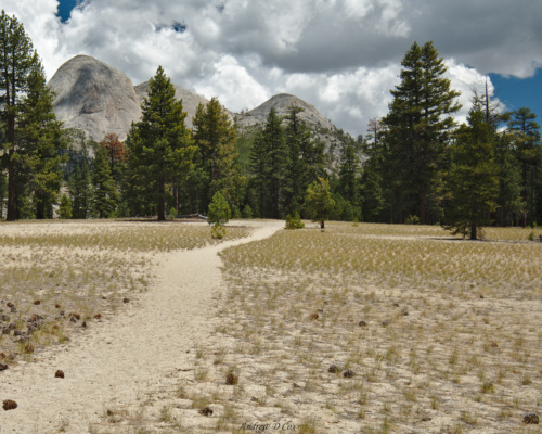 After hiking several miles through pine forests, this sandy stretch is a strange change. Star King is hiding behind the trees in the distance. sandy slopes
