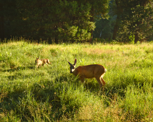 A doe and two fawns graze in the meadow at sunrise deer yosemite meadow