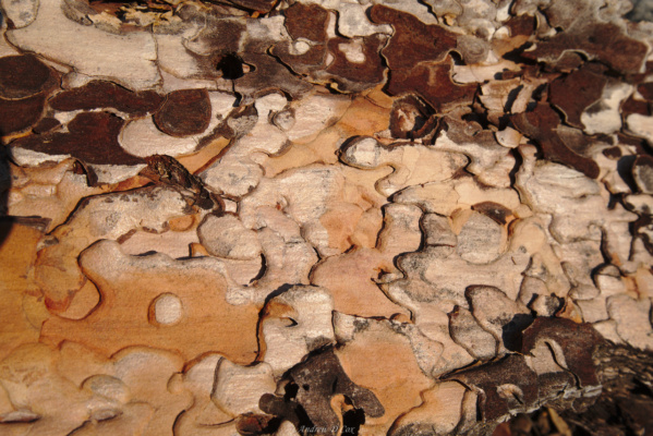 The bark on this tree looks distinctly like puzzle pieces