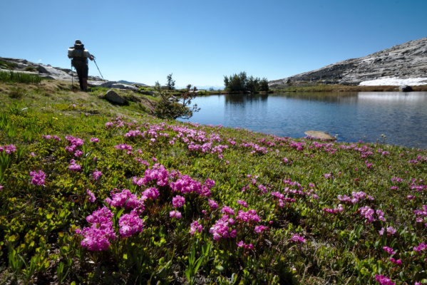 Flowers abound along the shores of Isberg Lake(s) isberg lakes flowers