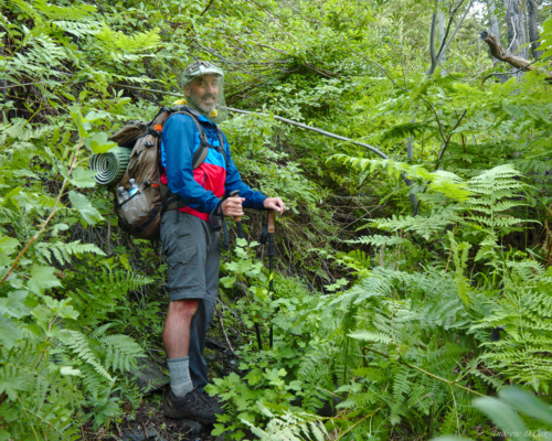 A few stretches of the trail are incredible overgrown inyo national forest jungle