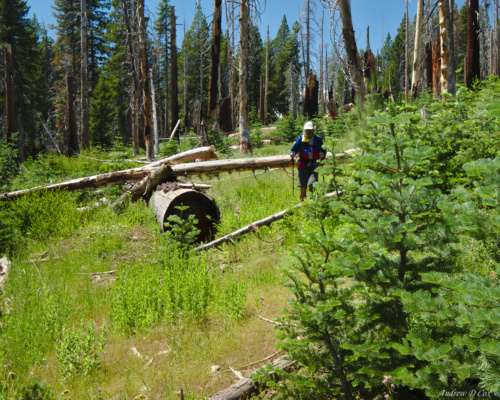 With only saw-marks and a few bent tufts of grass to follow, we make our way through a recent burn area