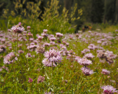 Although I didn't realize it while hiking, these are tasty little wild onions! Next time, they're going in my food. john muir trail wild onion