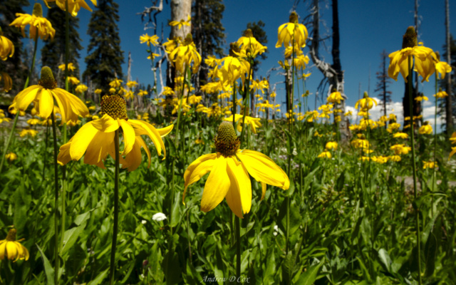 A silver lining of the sudden abundance of sun: these pretty flowers!