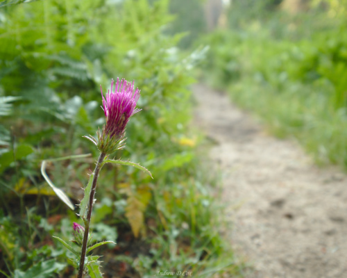 Even the prickly plants can be beautiful! thistle flower