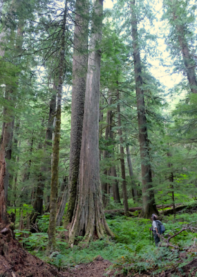 The trees are SO HUGE! Photo by Diane. mark o hatfield wilderness giant trees