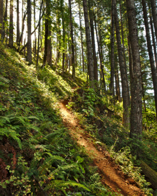 Up, up, up we go! columbia river gorge trail hiking
