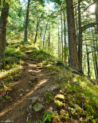It just keeps going up... columbia river gorge trail hiking