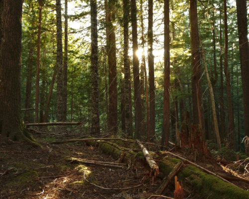 After walking in the shade for a few hours, we reach sunlight woods again! mark o hatfield wilderness forest sun rays