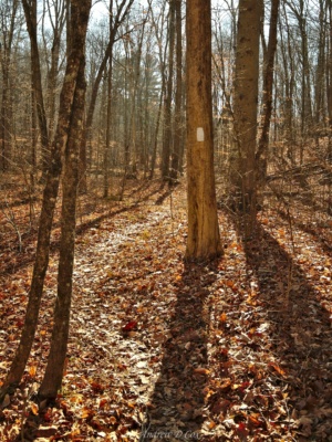 Eventually, the logging road gives way to an intimate single-track path that winds through the forest. low gap single-track trail