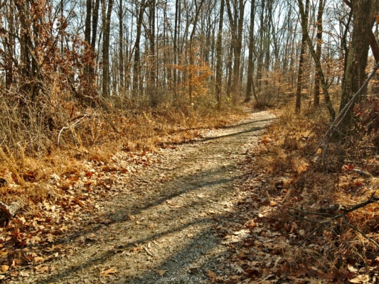 The first stretch of trail follows a wide, gravel logging road along Tincher Ridge. low gap trail logging road