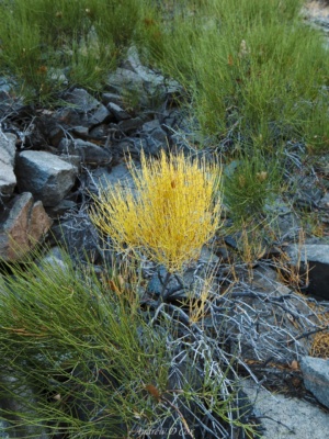 Near the cottonwood spring runoff, plant life flourishes. death valley foliage
