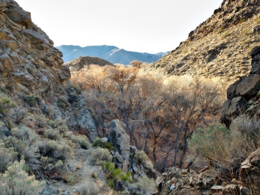 It's easy to tell where water is because the springs and creeks are crowded by trees and shrubs. death valley cottonwood springs trees