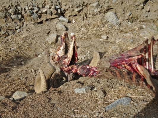 This poor fella is the only mountain sheep we spot during the trek. death valley mountain sheep skeleton