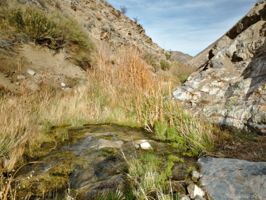 A small flowing stream is a welcome sight - likely the last water we'll have access to for the rest of the hike! death valley deadhorse canyon spring