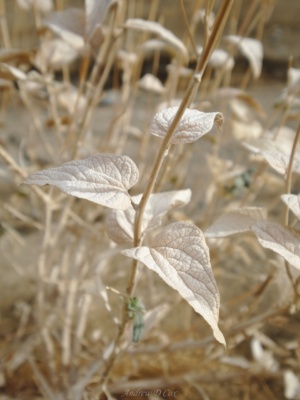 The once-green leaves have been bleached in the sun and are now a beautiful shade of off-white. death valley plant sun bleached