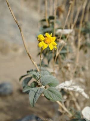 I spot several of these little beauties while trekking down the canyon. death valley wildflower