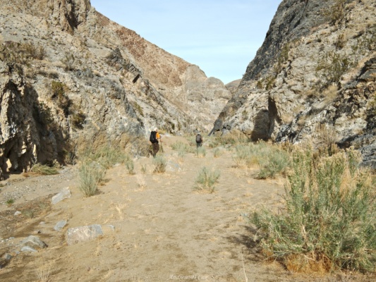 Even a few hundred yards below the spring, the plants remain green. death valley deadhorse canyon
