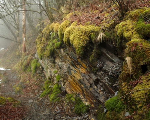 The variety of plants, moss, and stone are incredibly colorful! smoky mountains natural colors