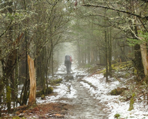 My hiking companions hike on into the fog smoky mountains backpacking appalachian trail fog