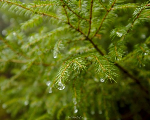 Droplets of rain on a pine tree remind us all that rain is extremely likely rain drop pine