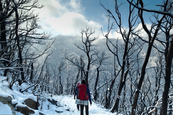 The charred tree trunks contrast sharply with the brilliant white snow smoky mountains winter landscape