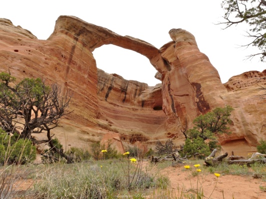 A massive arch above Rattlesnake Canyon rattlesnake arches