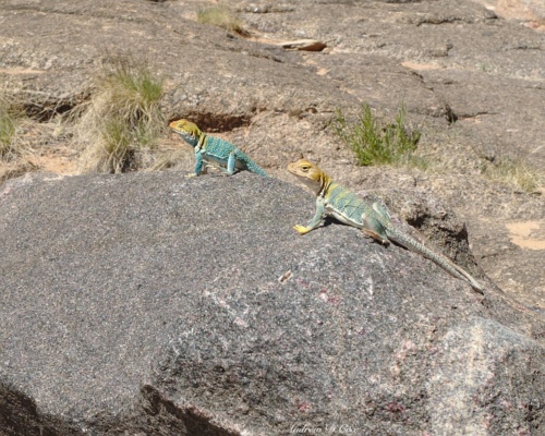 These two barely even moved when I approached to snap a photo colorado national monument collard lizard