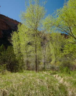 Cottonwoods grow near water in desert canyons and supply some-much needed shade colorado national monument cottonwood trees