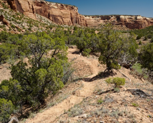 Although it's not even noon, the sun is hot out in the open among the short juniper trees colorado national monument trail juniper
