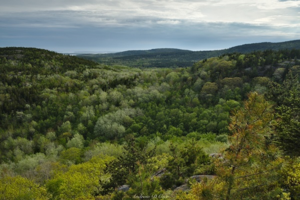 The palate of greens here is just incredible acadia day hiking foliage