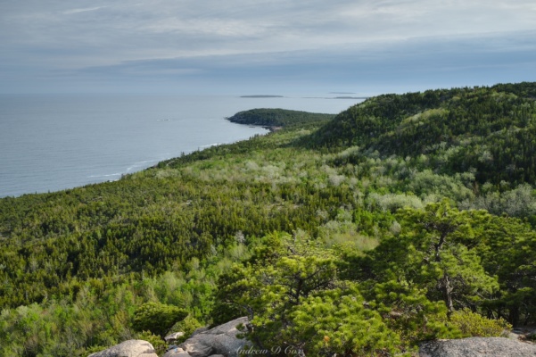 Endless trees and the coast south of the Beehive acadia day hiking beehive