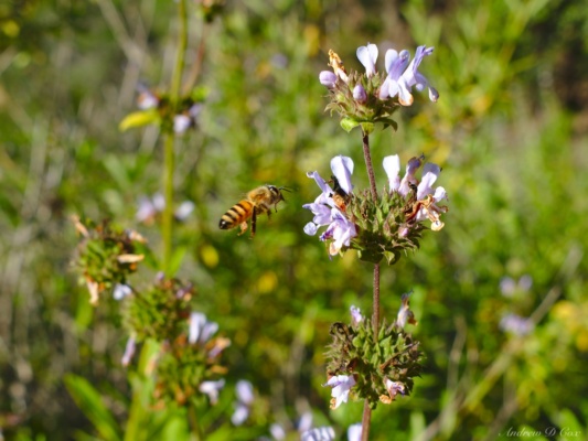 There are tons of these guys buzzing around, pollinating all the flowers mt lowe wildflowers