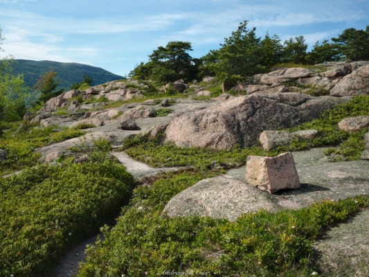 The pink granite is particularly colorful near Gorham Mountain acadia national park granite cadillac