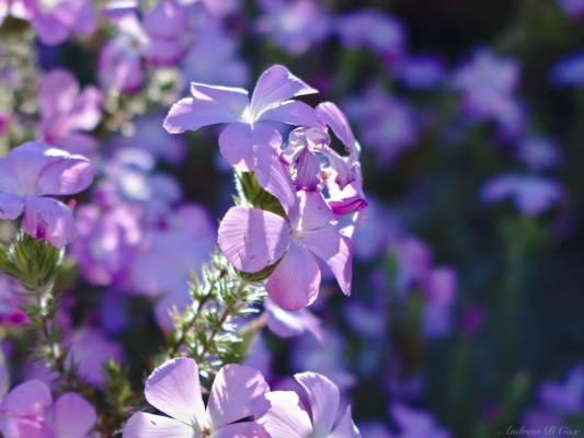 Another colorful wildflower I find along the way to Mt. Lowe mt lowe wildflowers