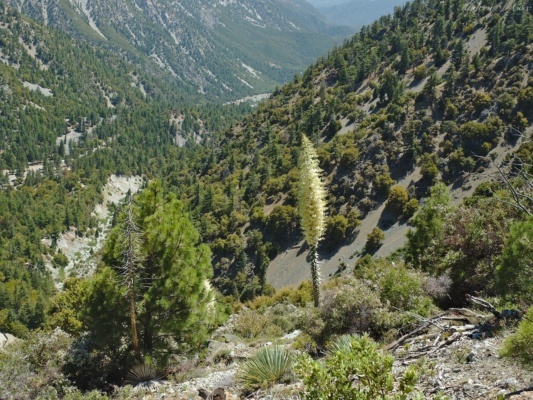 A lone yucca in full bloom on the slopes of Mount San Antonio mount san antonio yucca