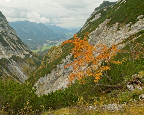 This small tree shows off its autumn color midway through our descent on the Rindersteig trail alps autumn