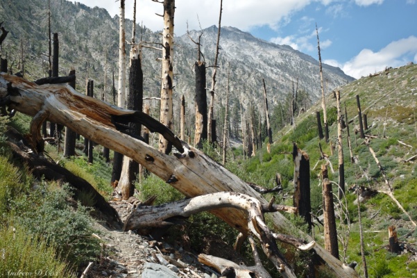 Evidence of a recent forest fire abounds on the hike up the Baxter Pass Trail sierra high route baxter pass trail