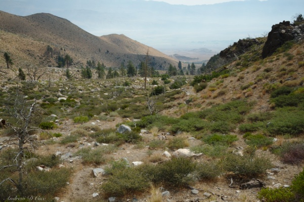 My hike begins in the high desert, surrounded by sage brush sierra high route baxter pass trailhead