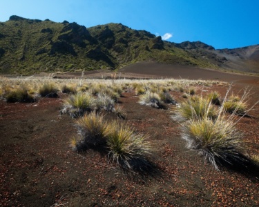 Although the valley may appear desolate from above, there is plenty of vegetation down here. haleakala desert life